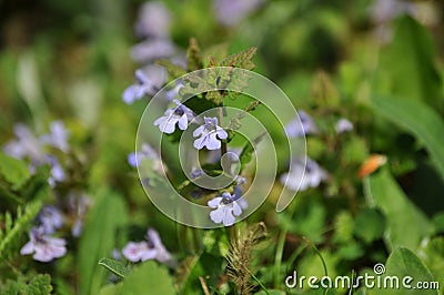 Closeup of Glechoma hederacea Stock Photo