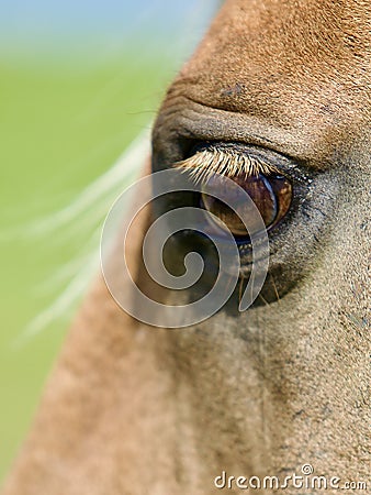 Soulful Equine Eye Stock Photo