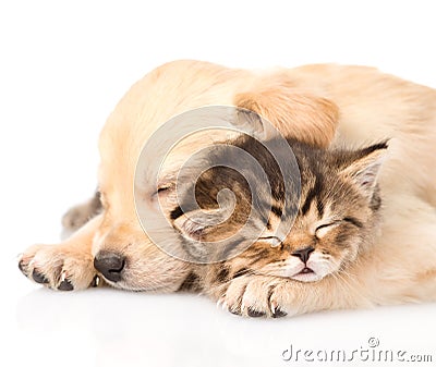 Closeup golden retriever puppy dog sleep with british kitten. isolated Stock Photo