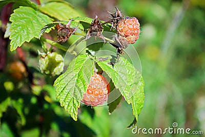 Closeup of a golden ripe orange raspberry Stock Photo