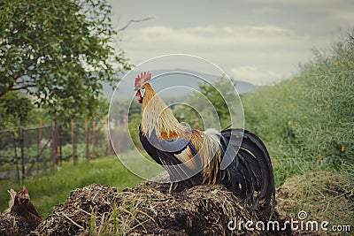 Closeup of golden rooster standing on pile of manure on traditional rural barnyard in the morning. Free range farming Stock Photo