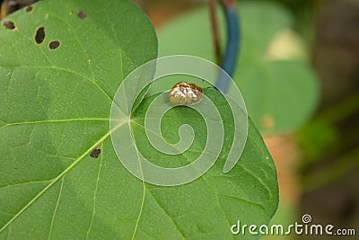 Pair of golden beetles on morning glory leaf Stock Photo