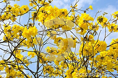 Closeup golden trumpet tree flowers Stock Photo