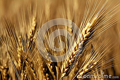 Closeup Golden Wheat field, Generative AI Stock Photo