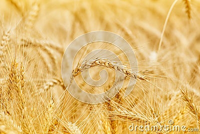 Closeup golden wheat field Stock Photo