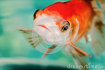 Closeup goldfish macro bright red orange colour big eyes Stock Photo