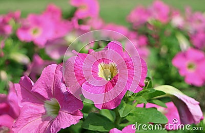 Closeup Gorgeous Hot Pink Petunias Blossoming in the Sunlight Stock Photo
