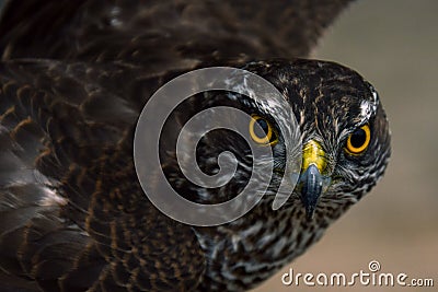 Closeup of a gorgeous Northern Goshawk flying with a warning glance Stock Photo