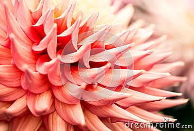 Closeup of a gorgeous petals of a peach Dahlia flower - perfect for background Stock Photo