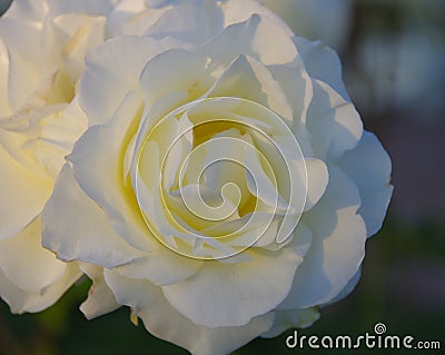 Closeup of gorgeous white rose blossom Stock Photo