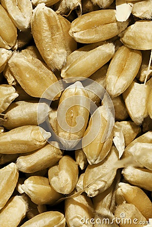 Closeup of grains of wheat Stock Photo