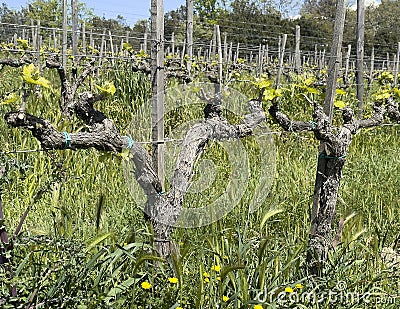 Closeup of grapes growing in the field at Capanna Farm, situated to the north of Montalcino. Stock Photo