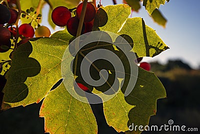 Closeup grapes and leaf Stock Photo