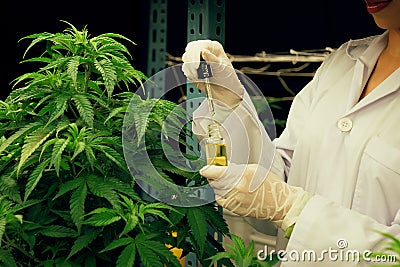 Gratifying cannabis plant inside indoor farm and scientist inspecting CBD oil. Stock Photo