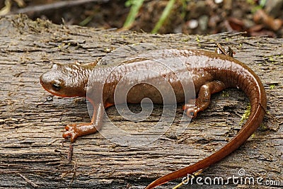 Closeup on a gravid female Rough skinned newt, Taricha granulosa Stock Photo