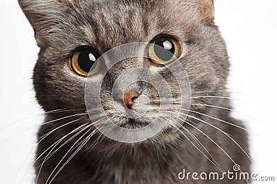 Closeup gray cat with big round eyes Stock Photo