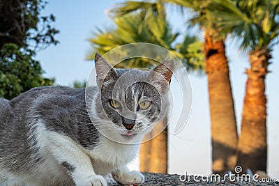 Closeup of a gray Ceylon cat looking at the camera Stock Photo