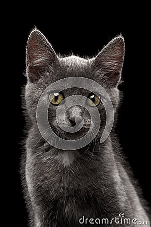 Closeup Gray Kitty Looking in Camera on Black Stock Photo