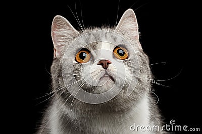 Closeup Gray Scottish Straight Cat Looking up on Black Stock Photo