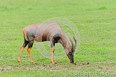 Closeup of a grazing male Topi on the Serengeti Stock Photo
