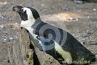 Closeup of a great auk in a forest Stock Photo
