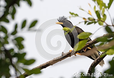 Close up Great Myna Bird Perched on Branch Isolated on Background Stock Photo