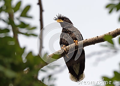 Close up Great Myna Bird Perched on Branch Isolated on Background Stock Photo