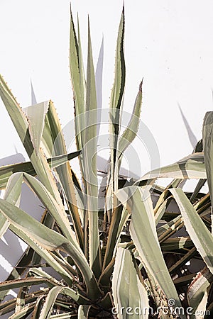 Closeup of green aloe plant with warm sunlight shadows on the white wall. Cactus minimalist aesthetic wallpaper Stock Photo