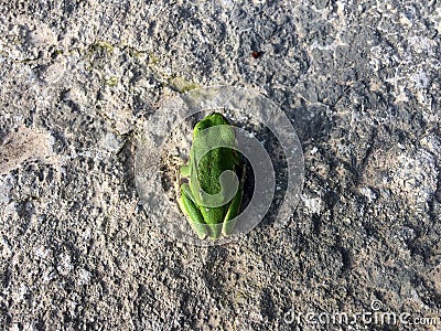 Closeup of Green asian tree frog. Wild animal. Stock Photo