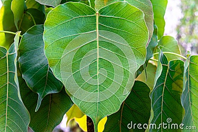 Closeup of green bodhi leaf with detailed surface and green background. Stock Photo