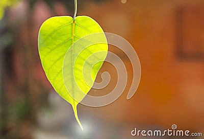 Closeup green Bodhi leaf over blurred orange wall background Stock Photo