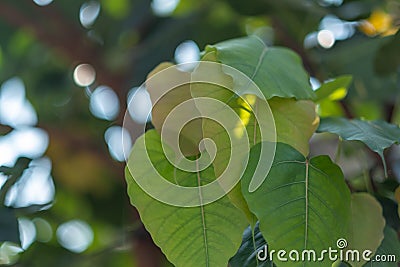 Closeup green bodhi tree leaves stacked leaves Stock Photo