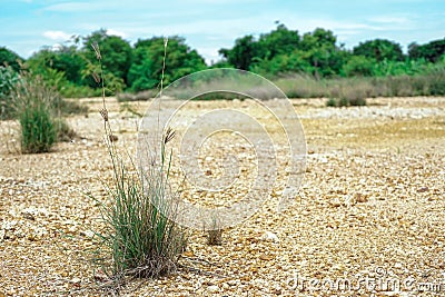 Closeup green bushes of weed grow on arid ground Stock Photo