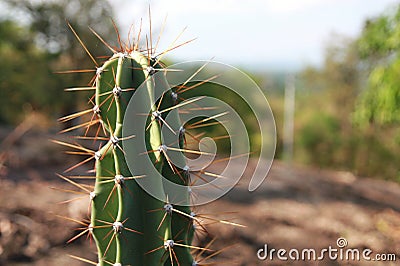 Closeup green cactus in mountain Stock Photo