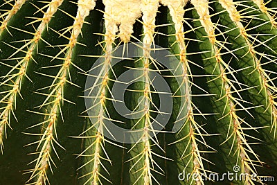 Closeup Green Cactus Plant or Call Echinocactus grusonii with yellow thorn The genus Mammillaria is one of the largest in the cact Stock Photo