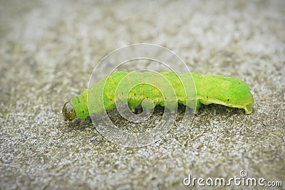 Closeup on the green caterpillar of the angle shades moth, Phlogophora meticulosa Stock Photo