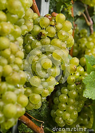 Closeup of green Chardonnay grapevines in Lombardy, Northern Italy. Stock Photo