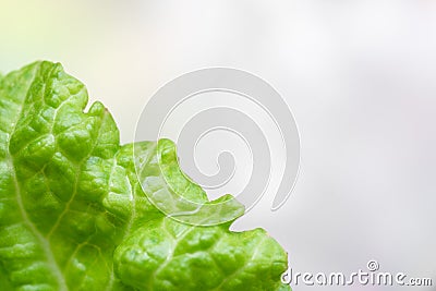 Green chinese cabage on white background Stock Photo