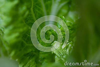 Green chinese cabage on natural green background Stock Photo