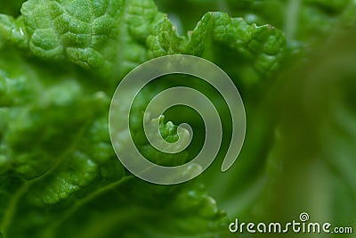 Green chinese cabage on natural green background Stock Photo
