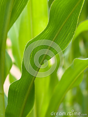 Closeup of a green corn field Stock Photo