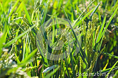 Closeup of green ears of rice Stock Photo