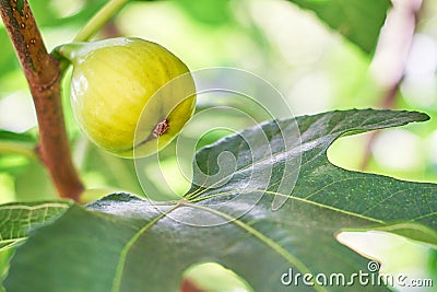 Closeup of green fig Stock Photo