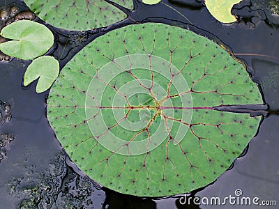 Closeup green foliage of water lily leaves ,Prickly Waterlily Fox Nut Foxnut ,Nymphaeaceae Stock Photo