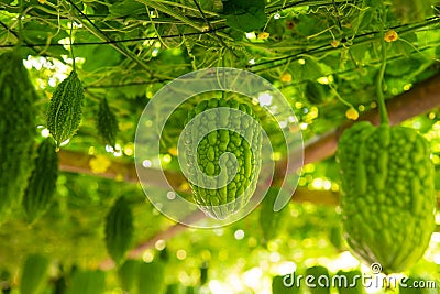 Closeup green fresh Bitter gourd in farm Stock Photo