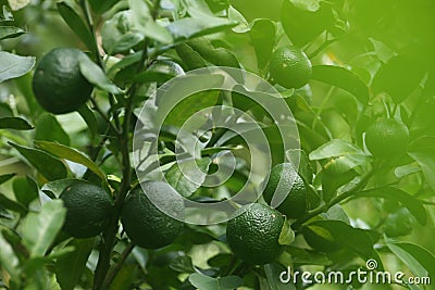 Closeup of green fruits of mandarin on branches Stock Photo