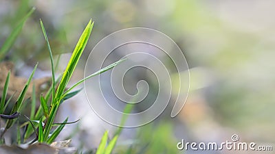 Closeup green grass sprout in a forest Stock Photo