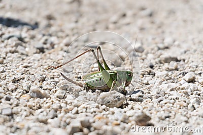 Closeup on green grasshopper Stock Photo