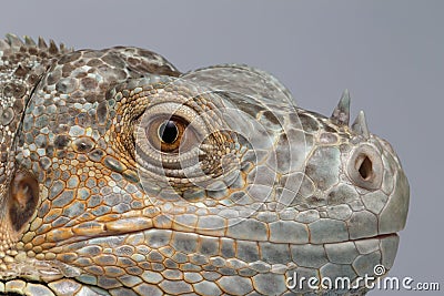 Closeup Green Iguana on Blue Background Stock Photo