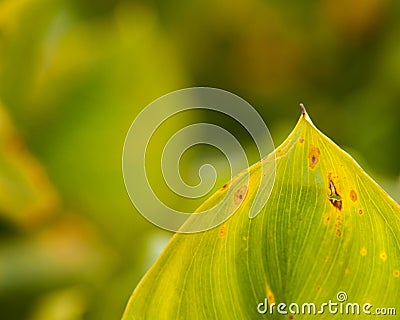 Closeup of Green Leaf Stock Photo